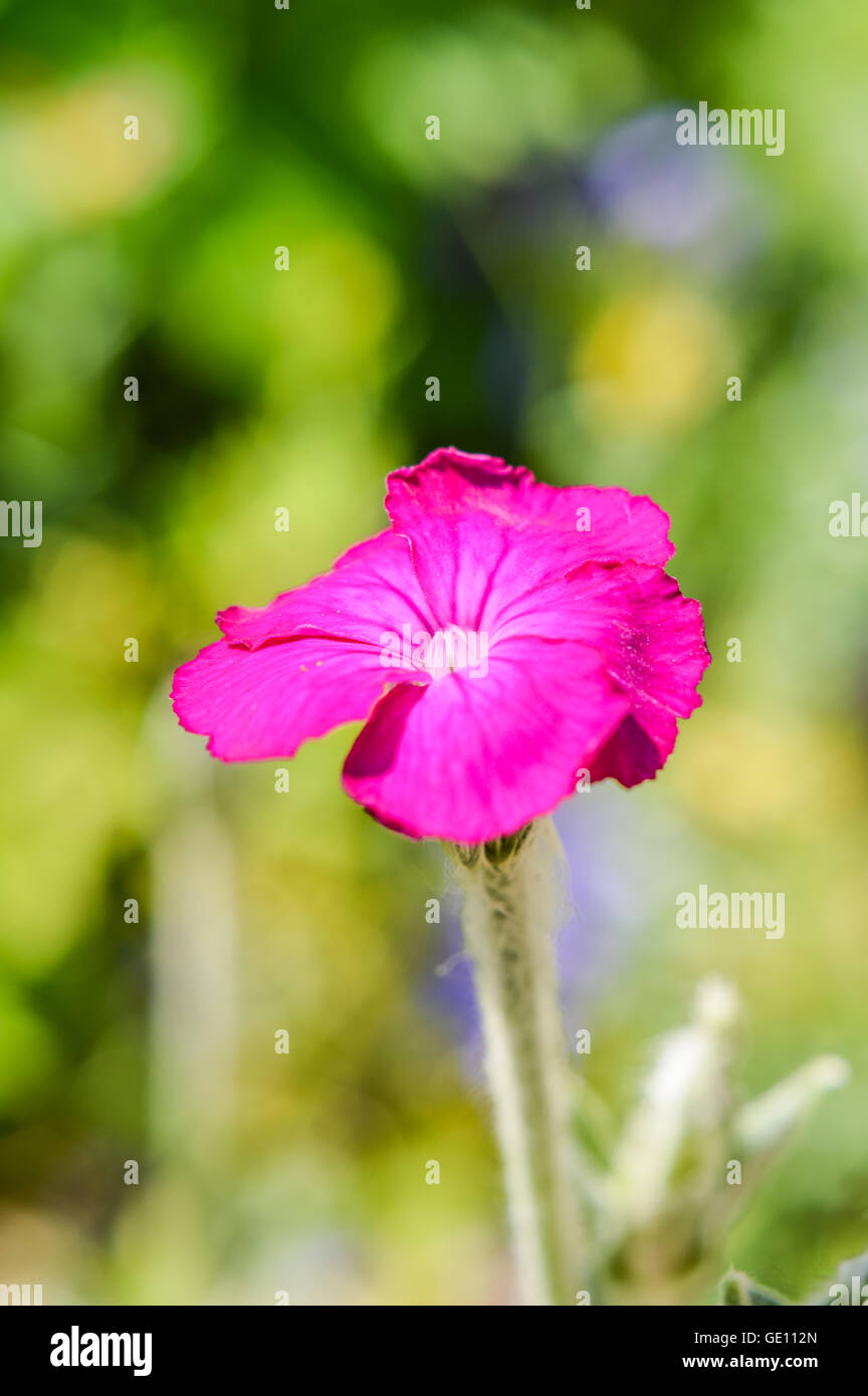 beautiful pink Silene coronaria flower Stock Photo
