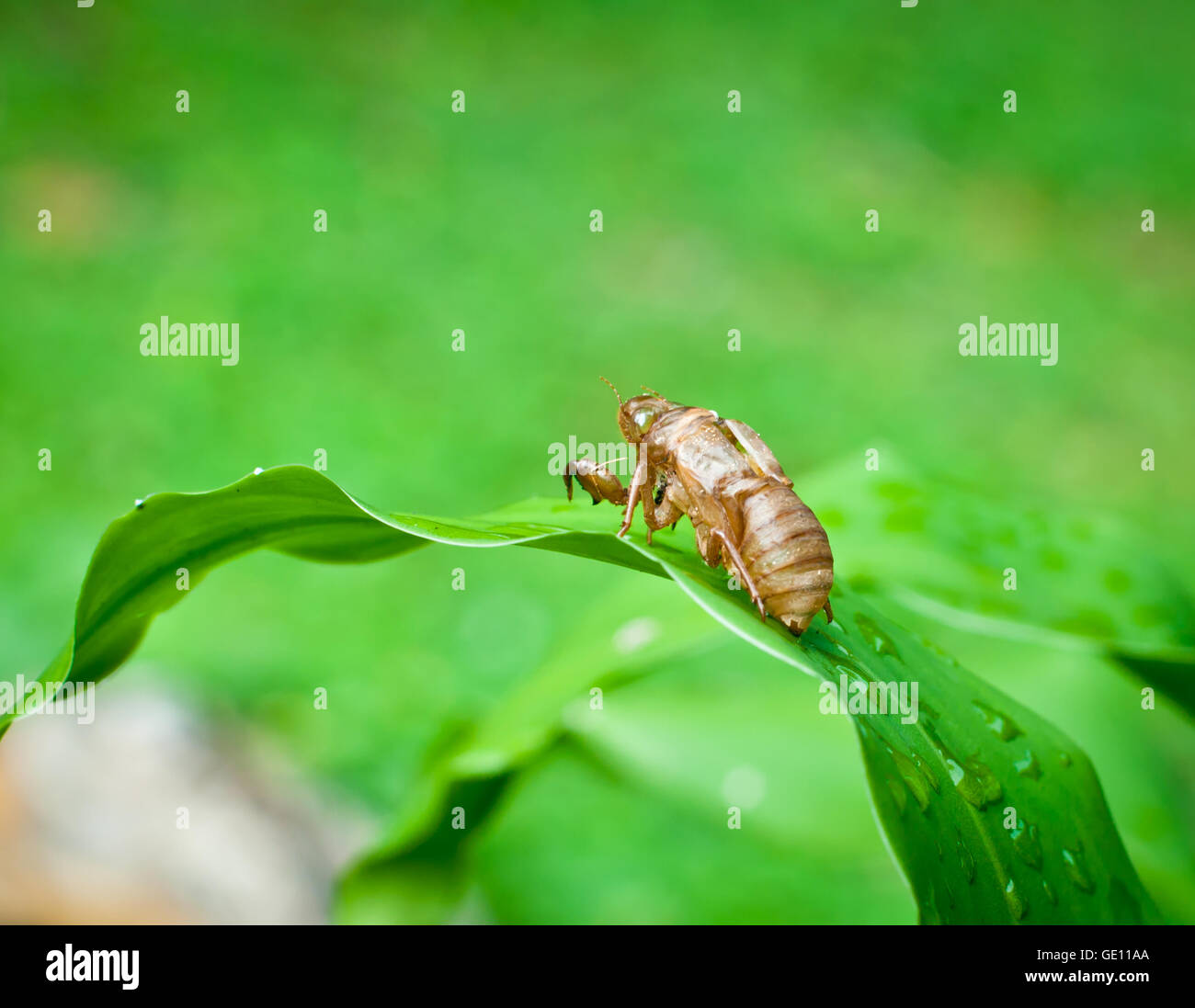 Cicada shell on the tree. Stock Photo