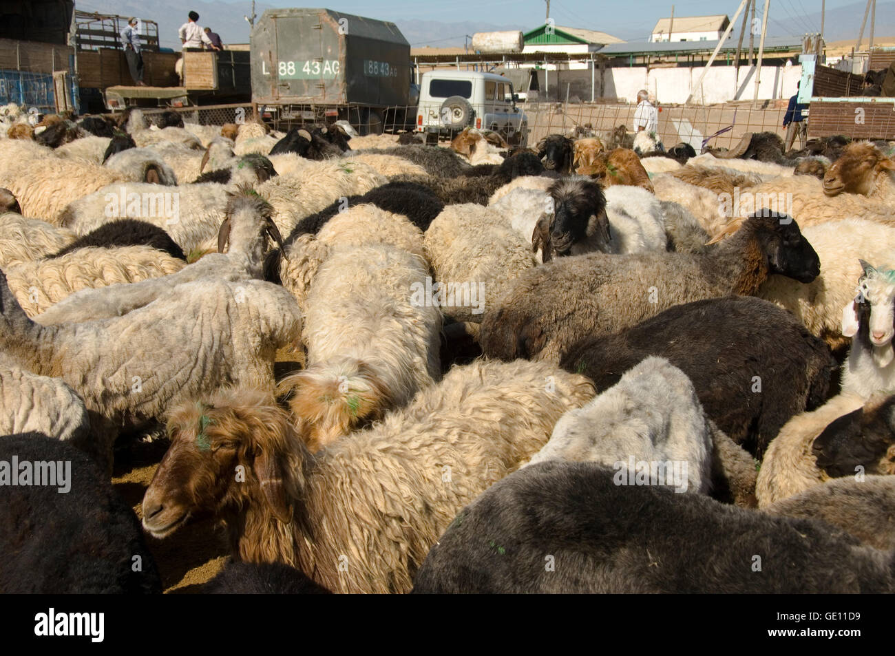 Tolkuchka bazaar, selling sheeps and goats, Ashgabat, Turkmenistan Stock Photo