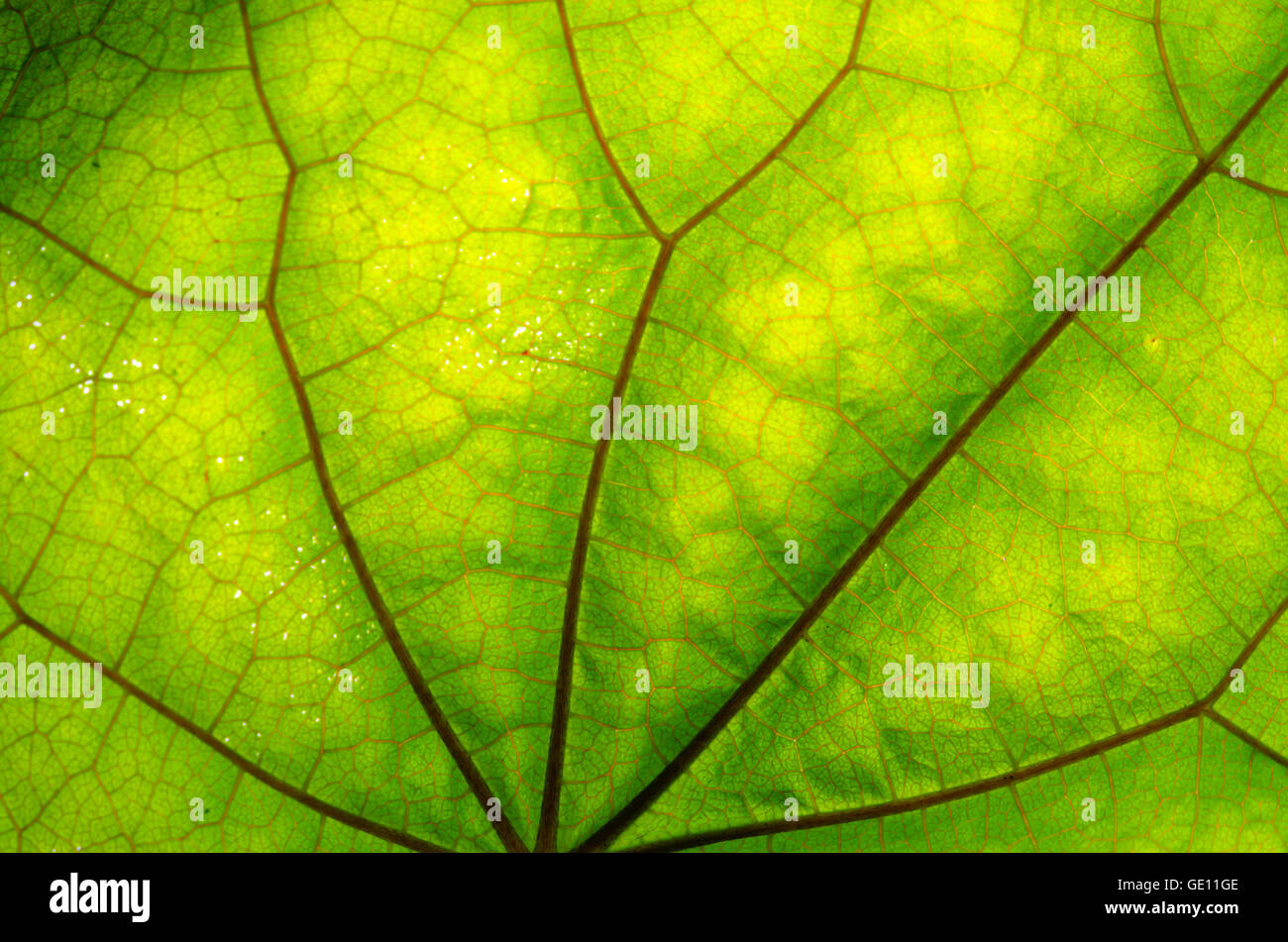 Close up view of green leaf and veins Stock Photo - Alamy