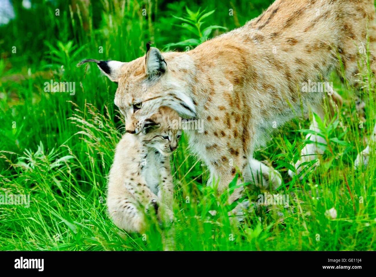 zoology / animals, mammal / mammalian, lynx, Eurasian lynx (Lynx lynx), with pup, Langedrag natural preserve, Norway, Additional-Rights-Clearance-Info-Not-Available Stock Photo