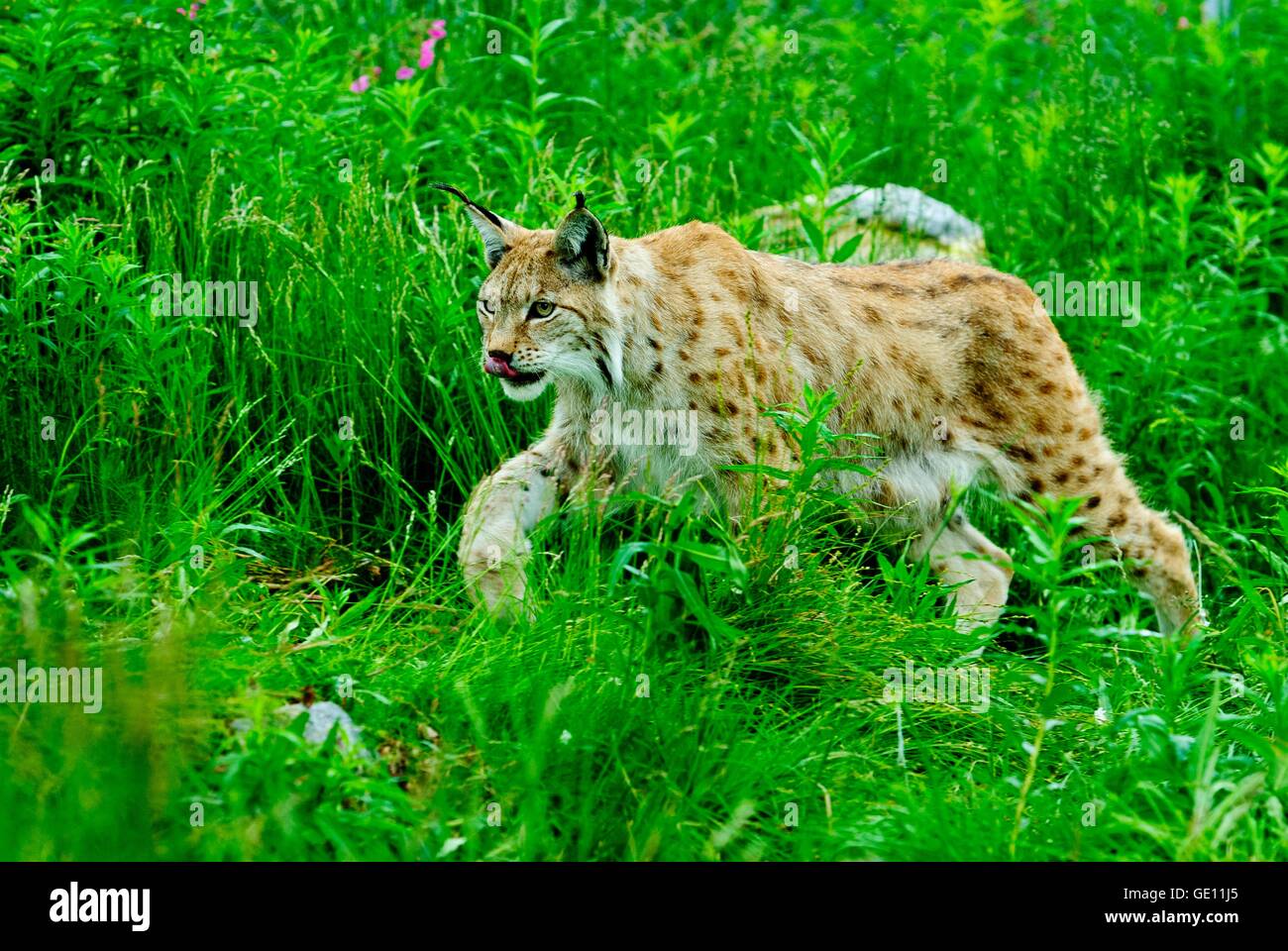 zoology / animals, mammal / mammalian, lynx, Eurasian lynx (Lynx lynx), with pup, Langedrag natural preserve, Norway, Additional-Rights-Clearance-Info-Not-Available Stock Photo