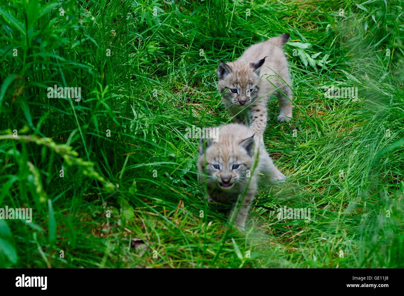 zoology / animals, mammal / mammalian, lynx, Eurasian lynx (Lynx lynx), two pups, Langedrag natural preserve, Norway, Additional-Rights-Clearance-Info-Not-Available Stock Photo