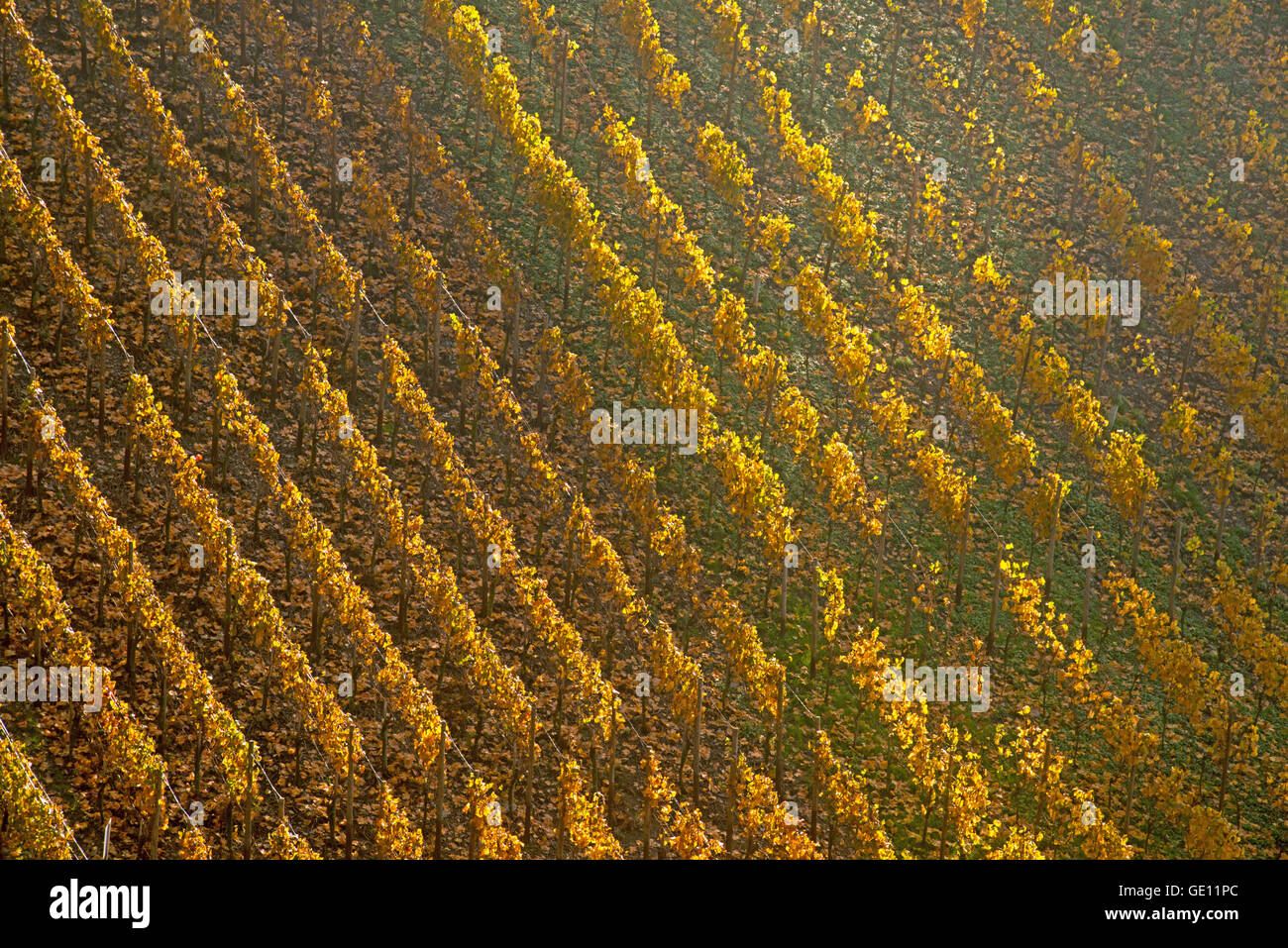 geography / travel, Germany, Rhineland-Palatinate, vineyard in the Ahrtal (Ahr Valley), where red wine of the pinot noir and Portuguese is growing, Additional-Rights-Clearance-Info-Not-Available Stock Photo