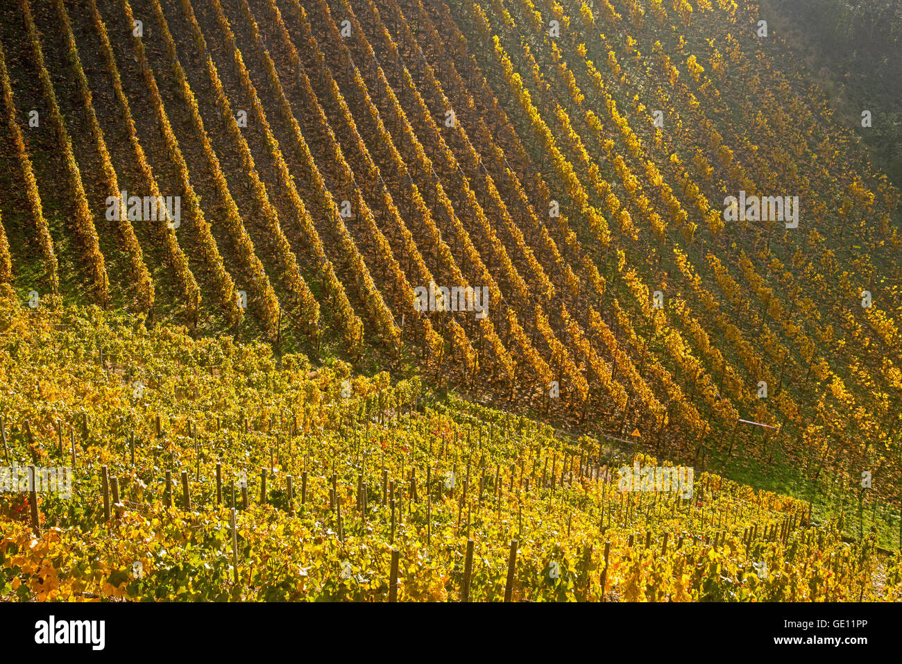 geography / travel, Germany, Rhineland-Palatinate, vineyard in the Ahrtal (Ahr Valley), where red wine of the pinot noir and Portuguese is growing, Additional-Rights-Clearance-Info-Not-Available Stock Photo