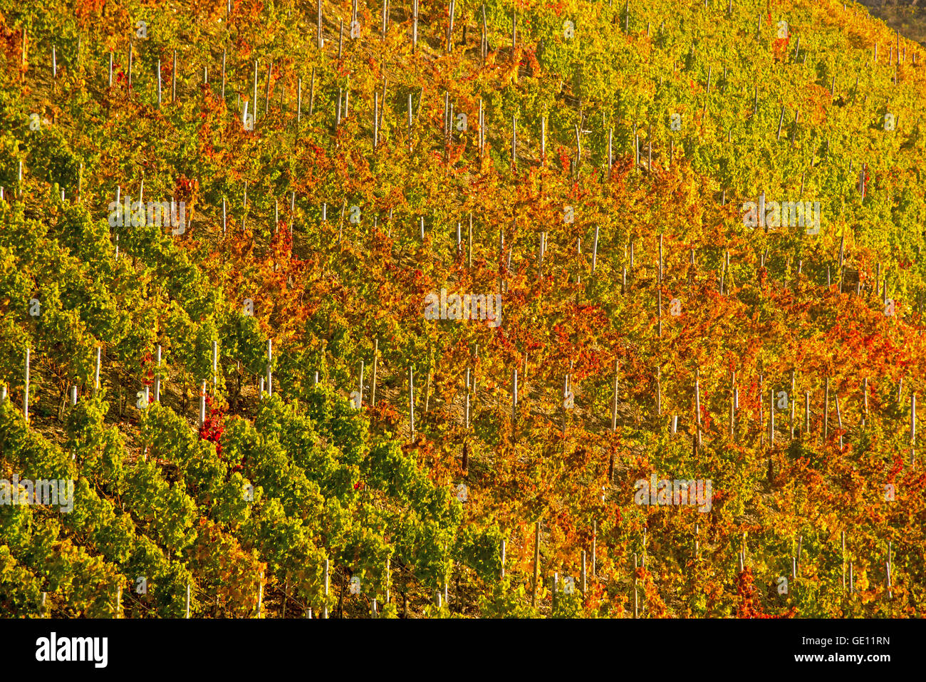 geography / travel, Germany, Rhineland-Palatinate, vineyard in the Ahrtal (Ahr Valley), where red wine of the pinot noir and Portuguese is growing, Additional-Rights-Clearance-Info-Not-Available Stock Photo