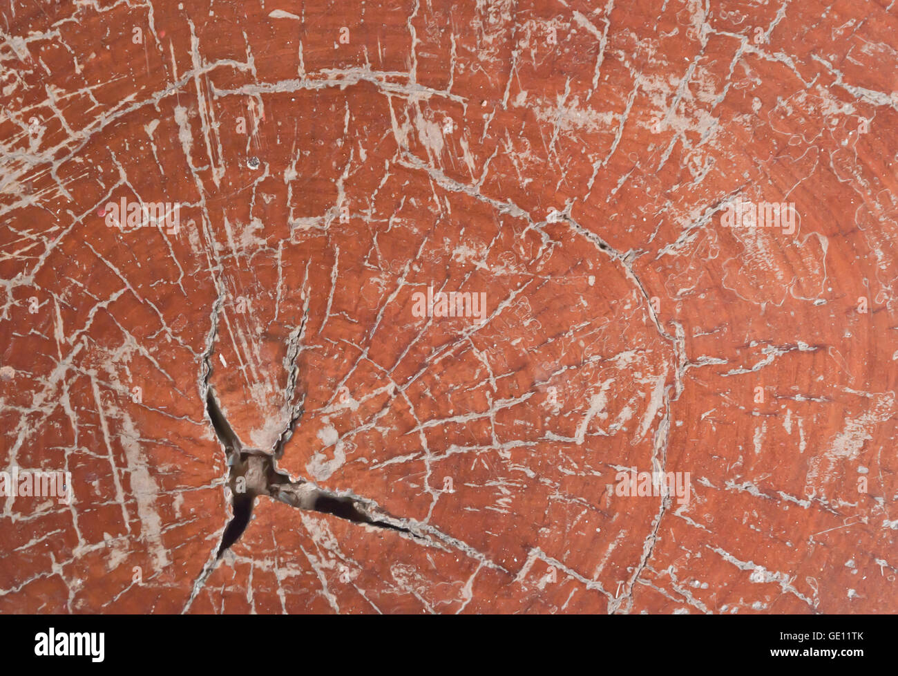 close up of cross-section wood texture background Stock Photo - Alamy