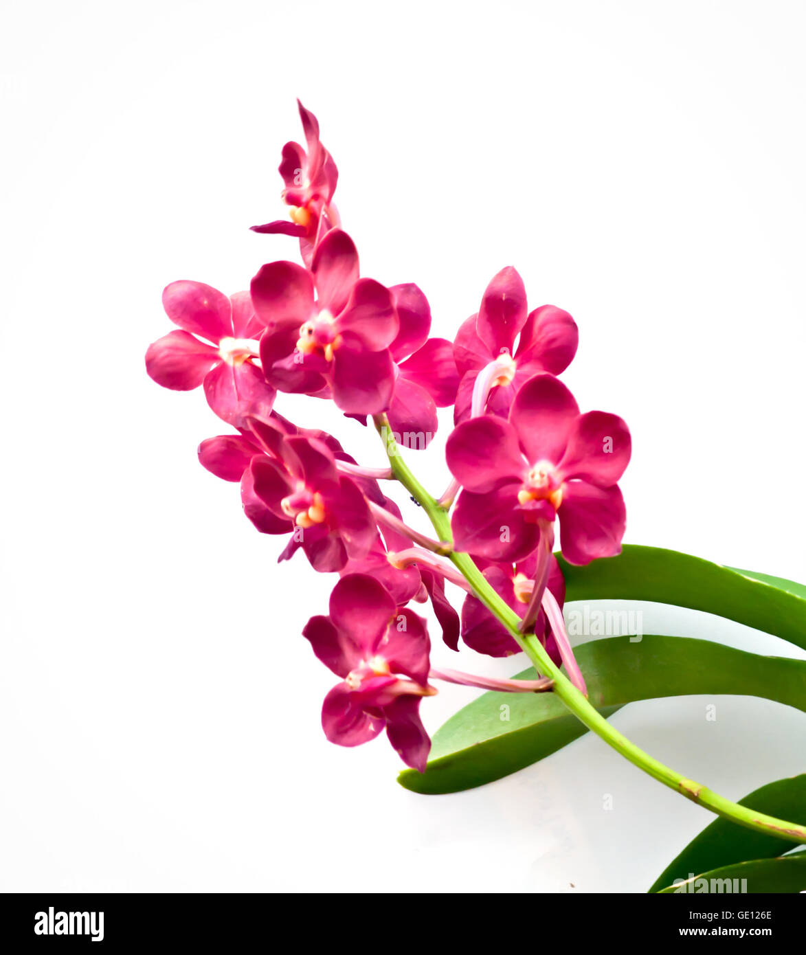 Beautiful pink orchid blooming on the white background Stock Photo - Alamy