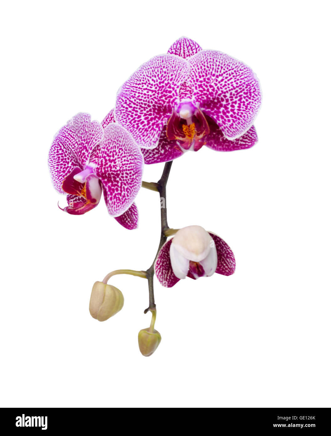 Beautiful pink orchid blooming on the white background Stock Photo - Alamy