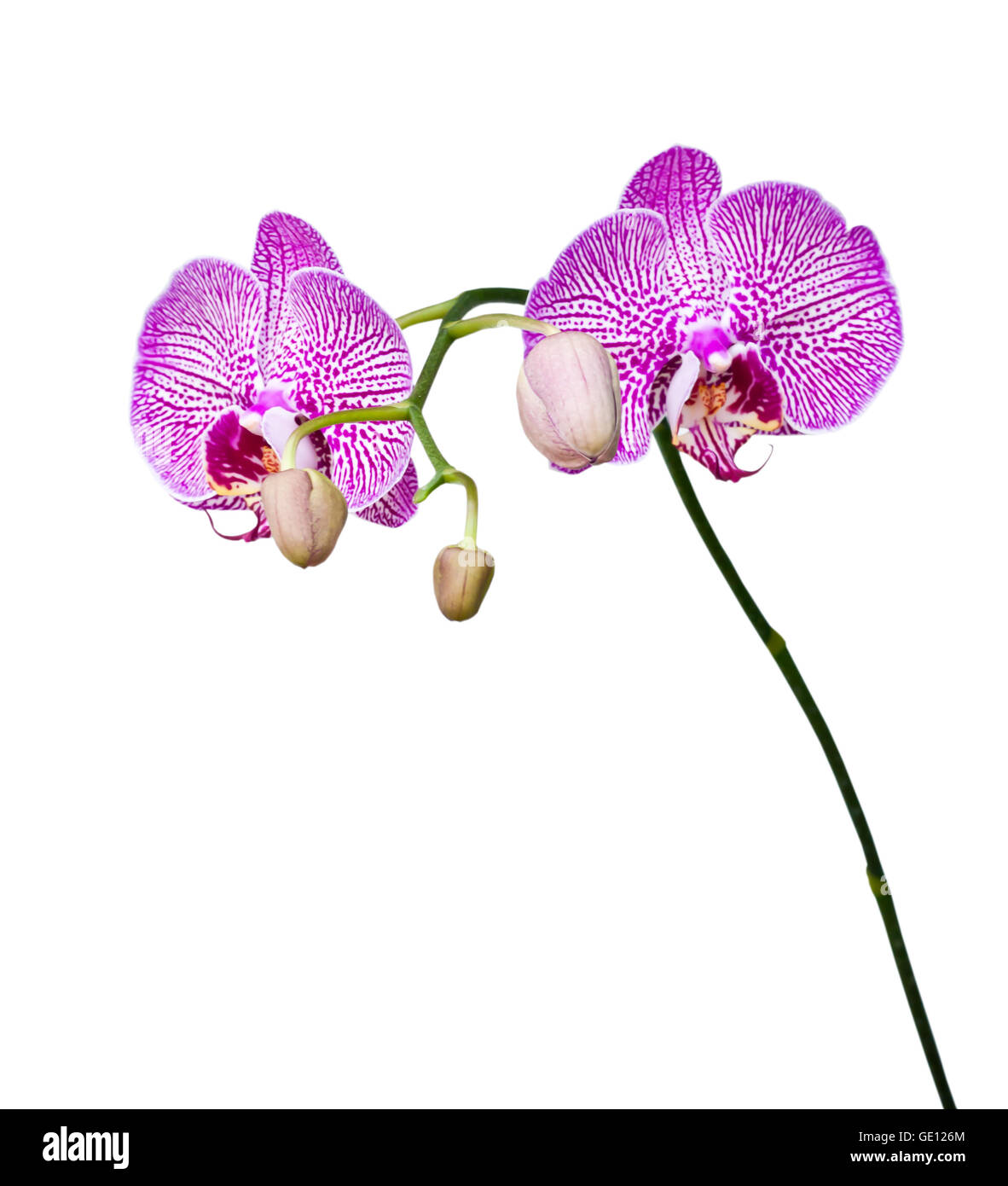 Beautiful pink orchid blooming on the white background Stock Photo - Alamy