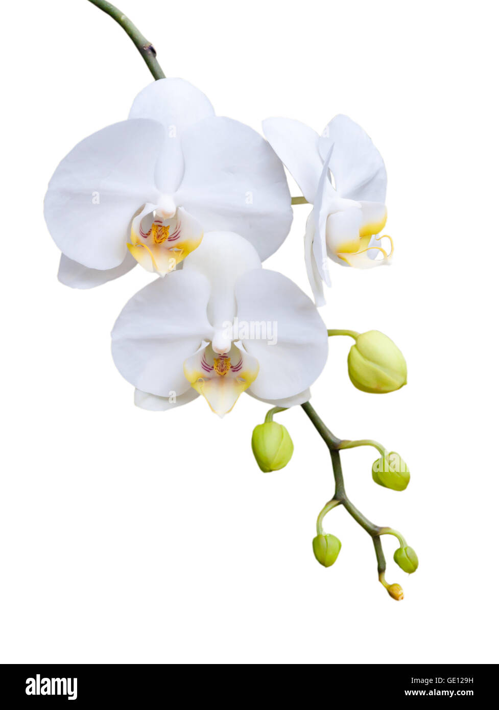 Orchidea hi-res stock photography and images - Alamy