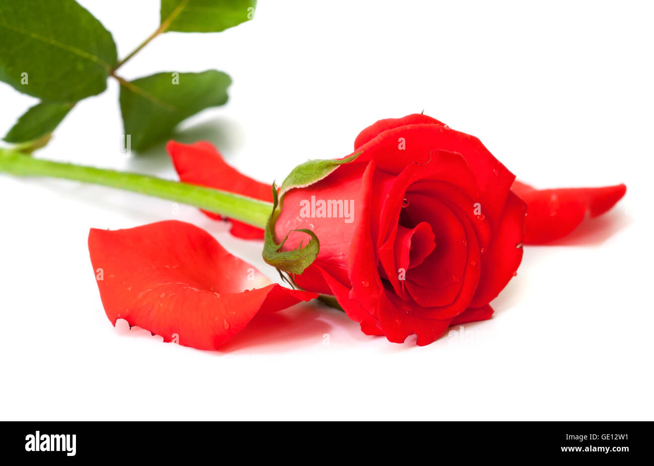 Beautiful red rose for valentine day Stock Photo Alamy