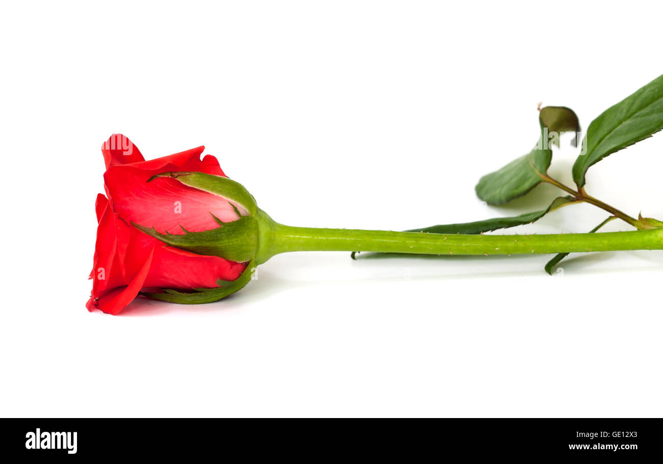 Beautiful red rose for valentine day. Stock Photo