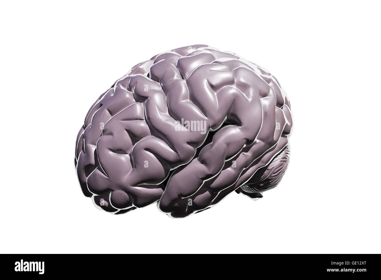 human brain isolated on white background Stock Photo - Alamy