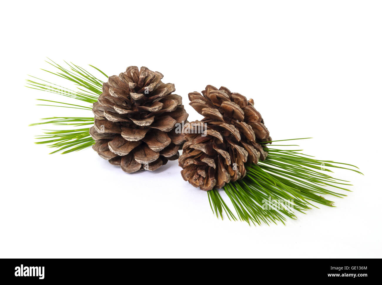 Pine cones with branches isolated on white background Stock Photo - Alamy