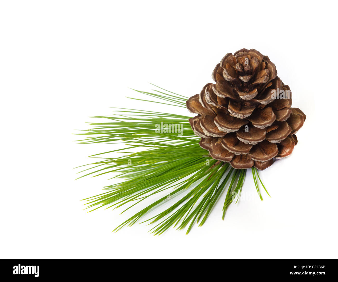 Pine cones with branches isolated on white background Stock Photo - Alamy