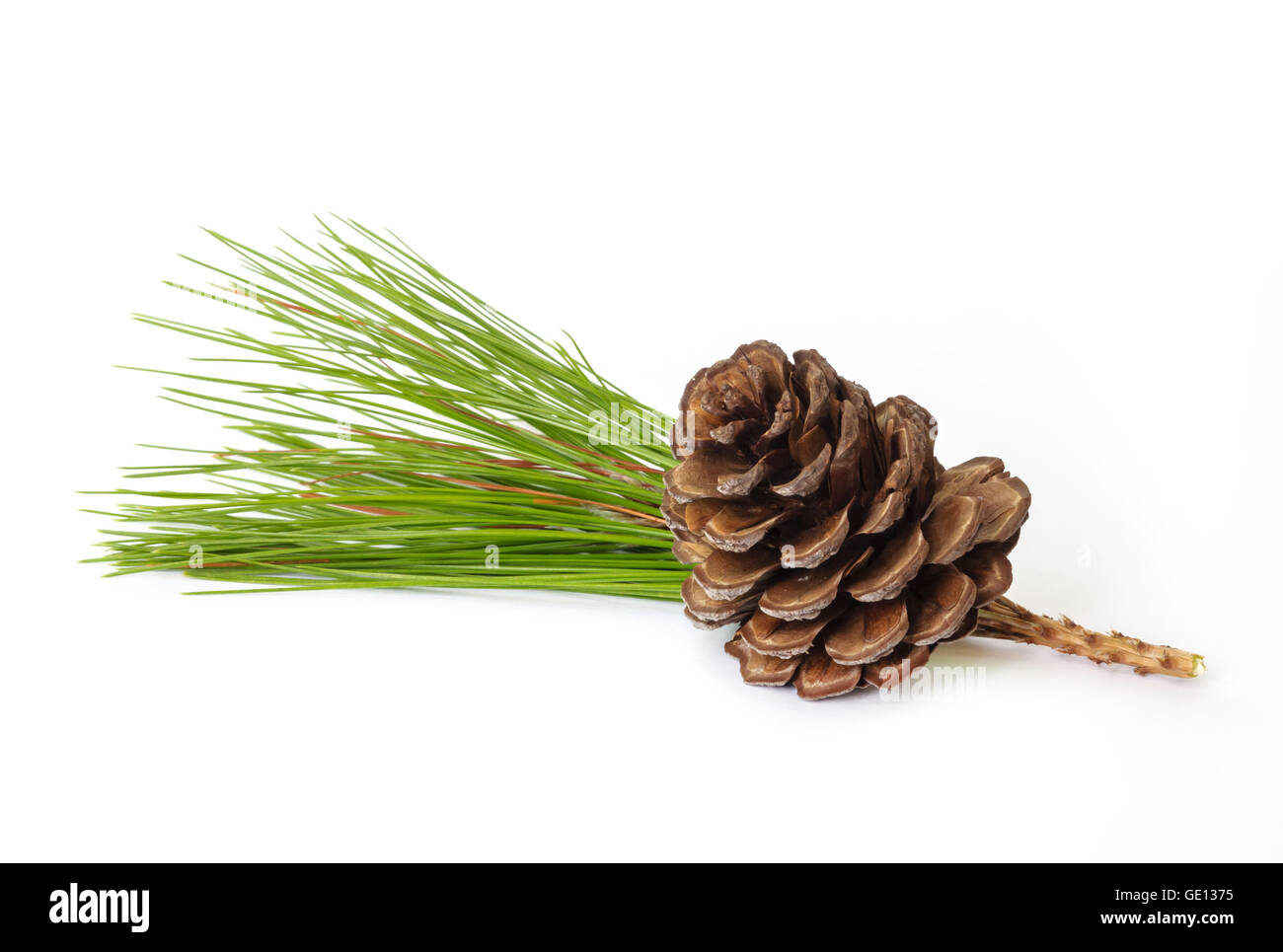 Pine cones with branches isolated on white background Stock Photo - Alamy