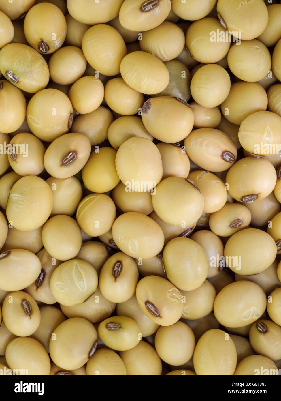 Closeup of soy beans background Stock Photo Alamy