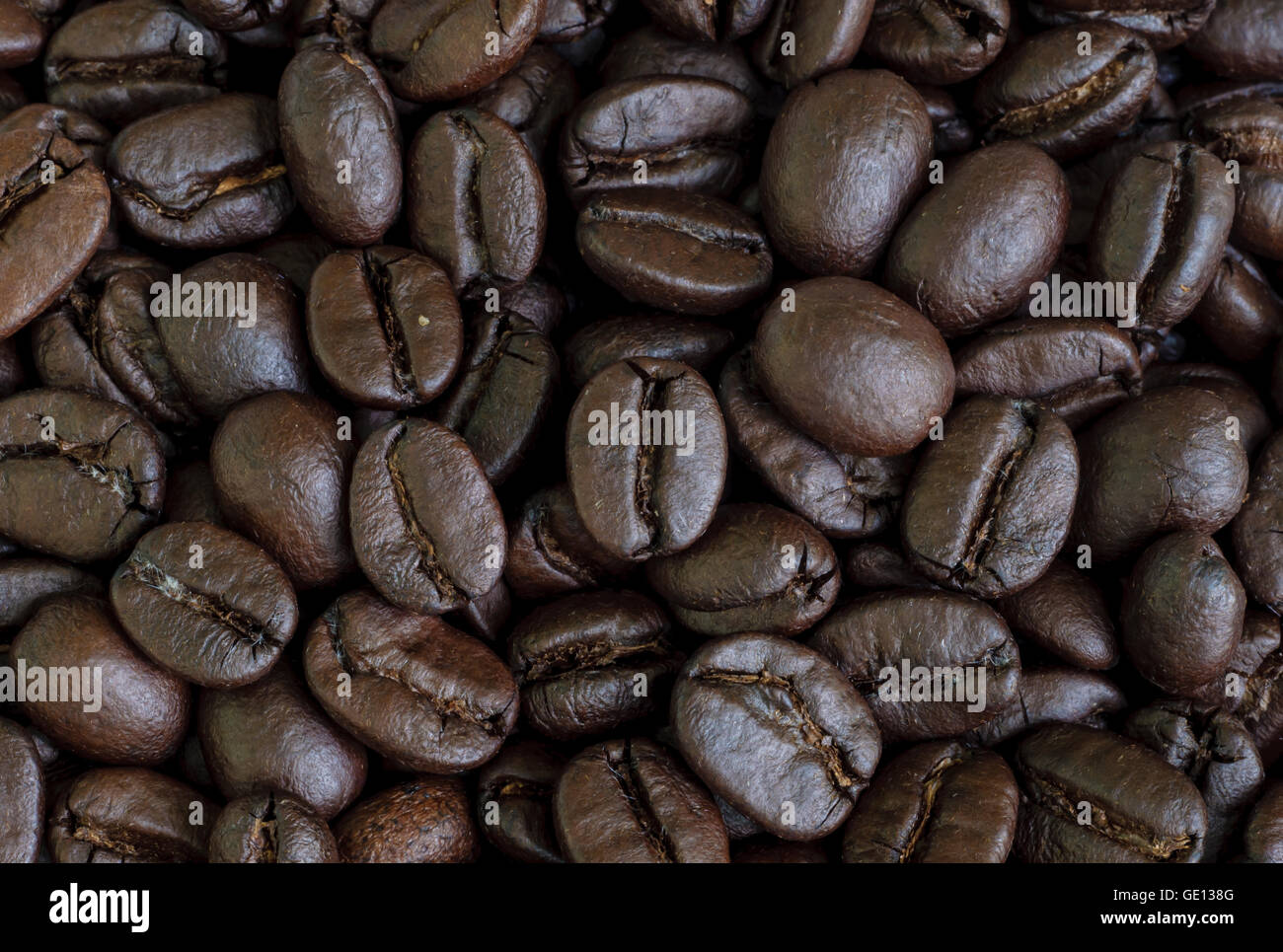 Seed of the coffea plan hires stock photography and images Alamy