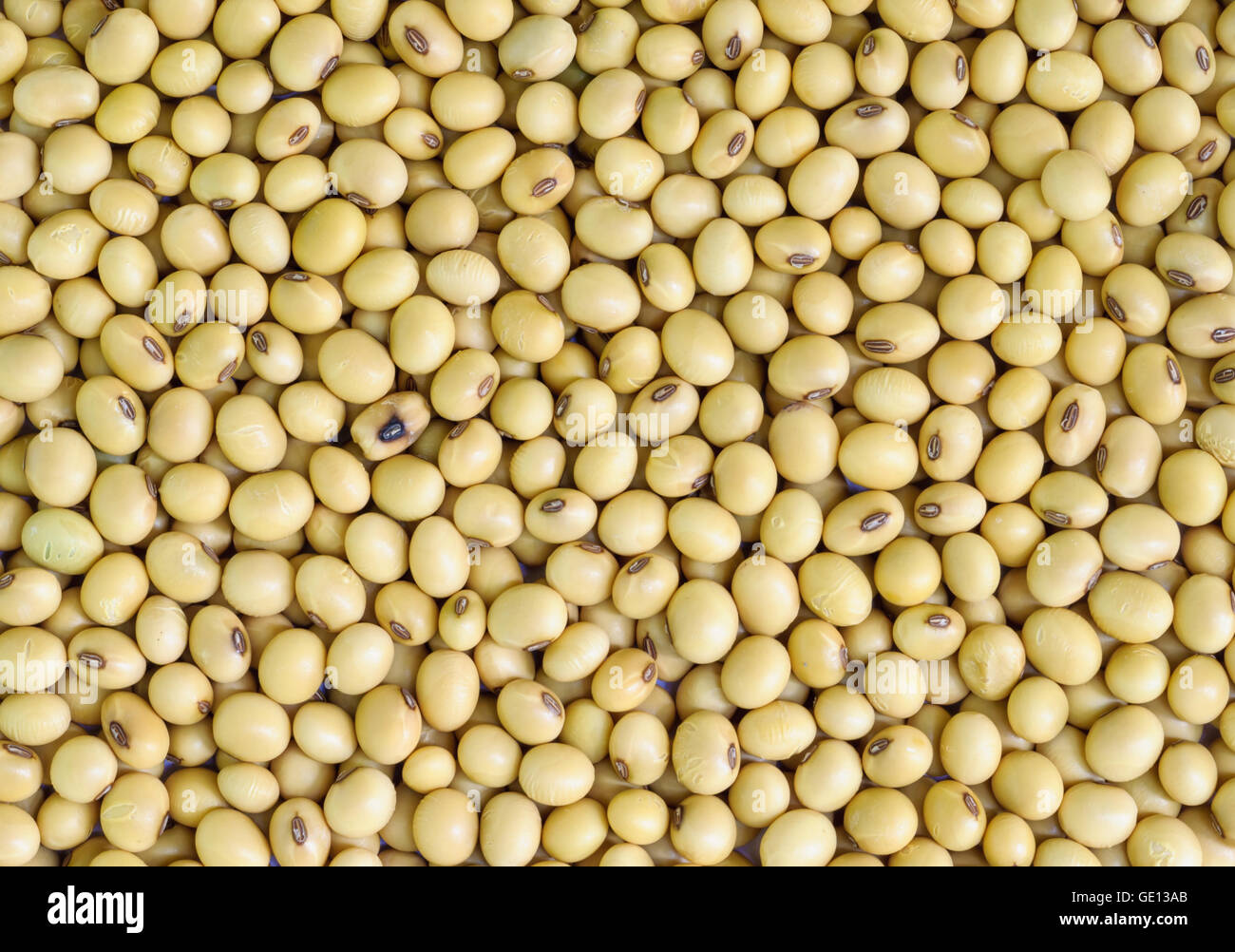 Closeup of soy beans  background. Stock Photo