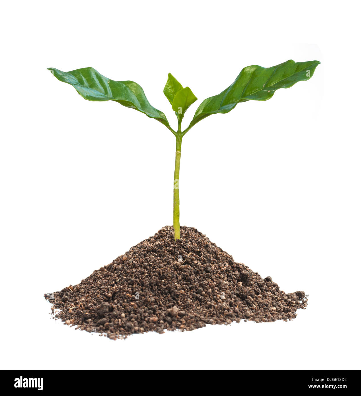 coffee sprout growing isolated on white background Stock Photo Alamy