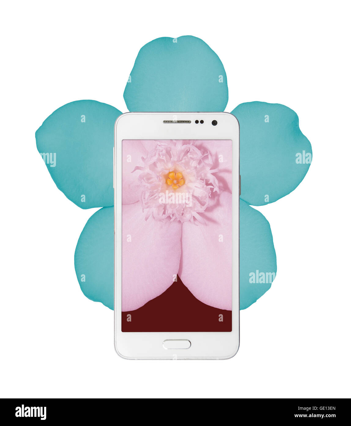a portion of a flower on a smart phone screen and it's remaining parts extend outside the phone in a different color. Stock Photo