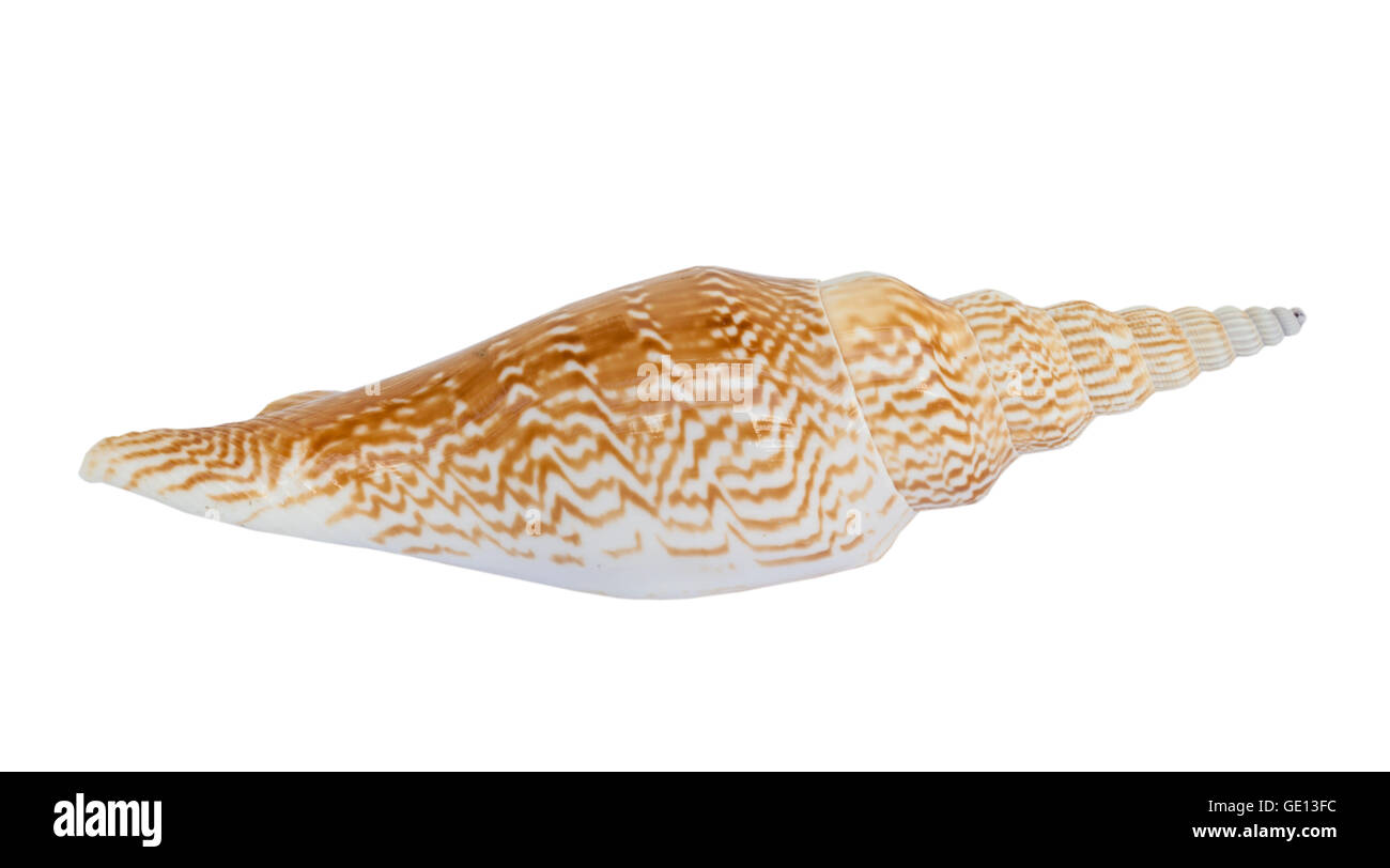 Large white empty scallop shell hi-res stock photography and images - Alamy