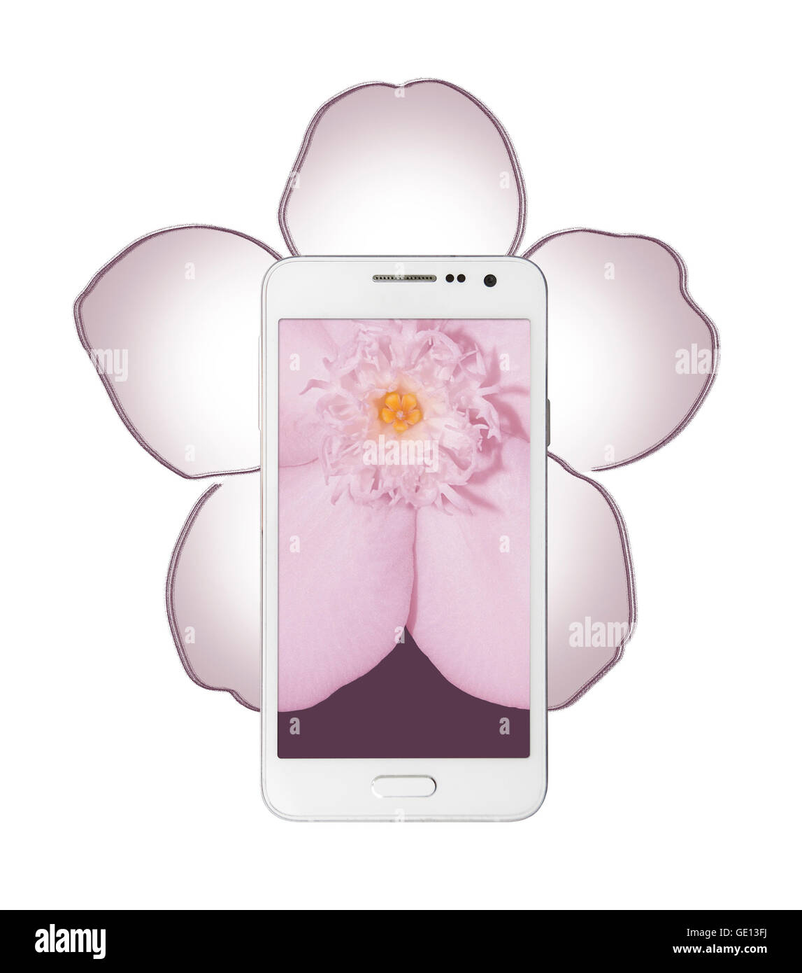 a portion of a flower shown on a smart phone screen and it's missing parts extend outside the phone in as a drawing. Stock Photo