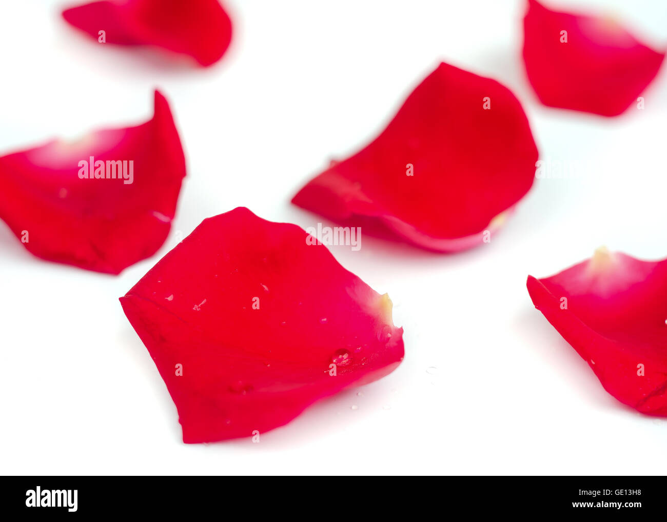 Rose petals with water drops isolated on white background Stock Photo ...
