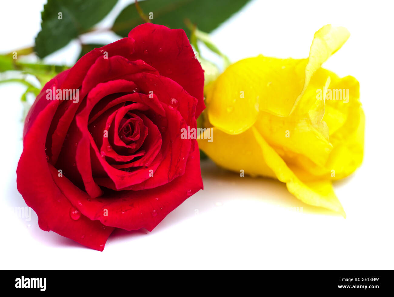 Beautiful blomming red and yellow rose isolated on white background