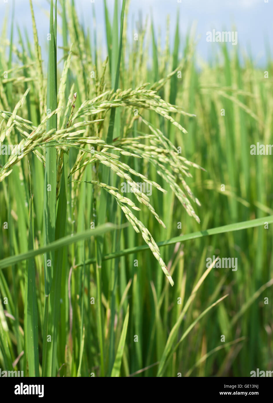Rice fiel hi-res stock photography and images - Alamy
