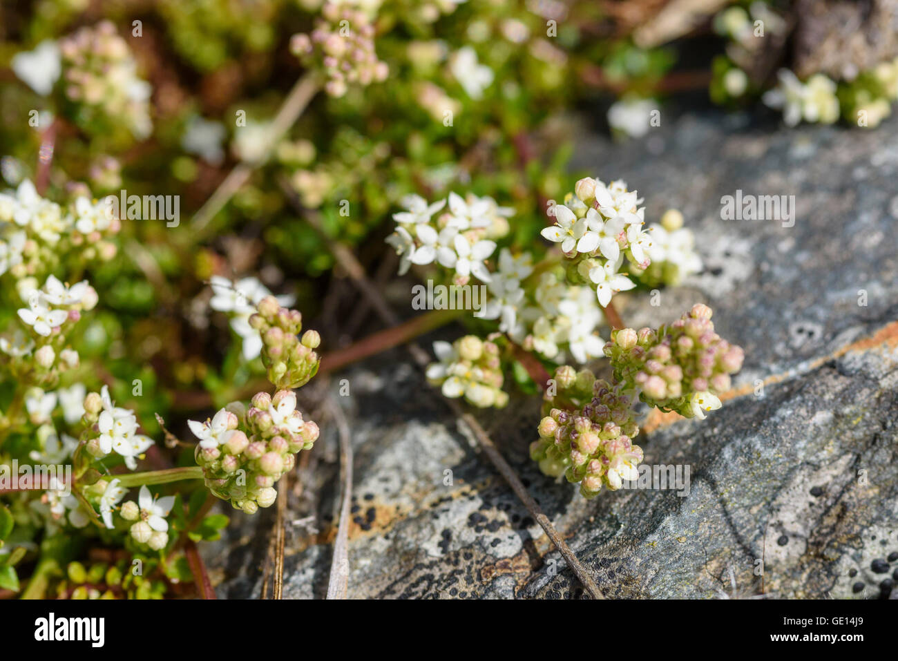 Heath Bedstraw, Galium saxatile, wildflower, Dumfries & Galloway, Scotland Stock Photo