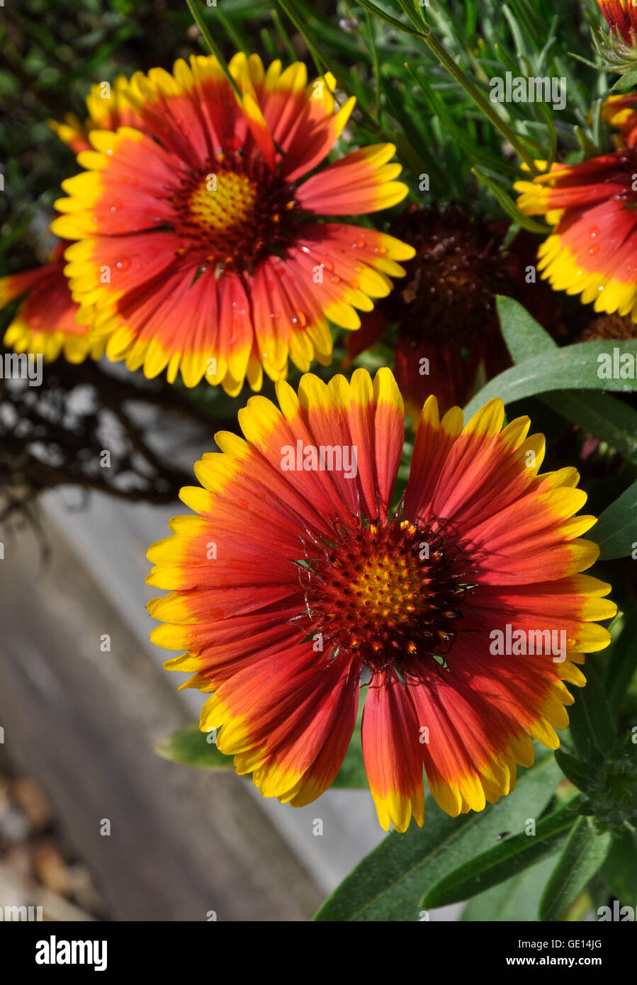 gaillardia, arizona sun Stock Photo Alamy