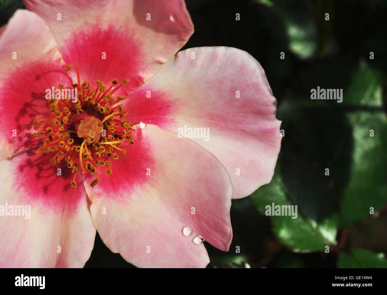 For Your Eyes Only Rose Stock Photo Alamy For your eyes only rose stock photo alamy