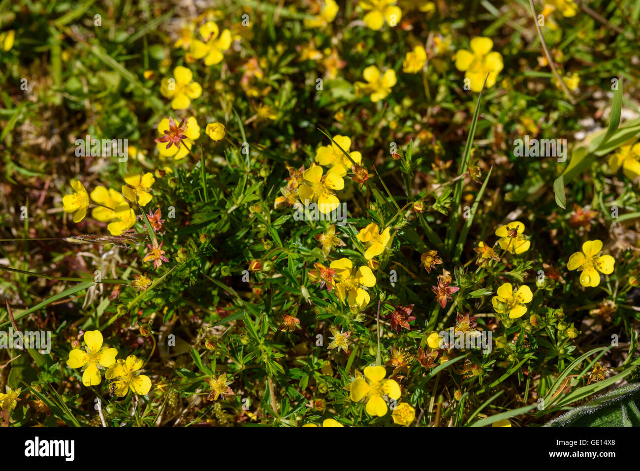 Tormentil, Potentilla erecta, wildflower, Dumfries & Galloway, Scotland Stock Photo