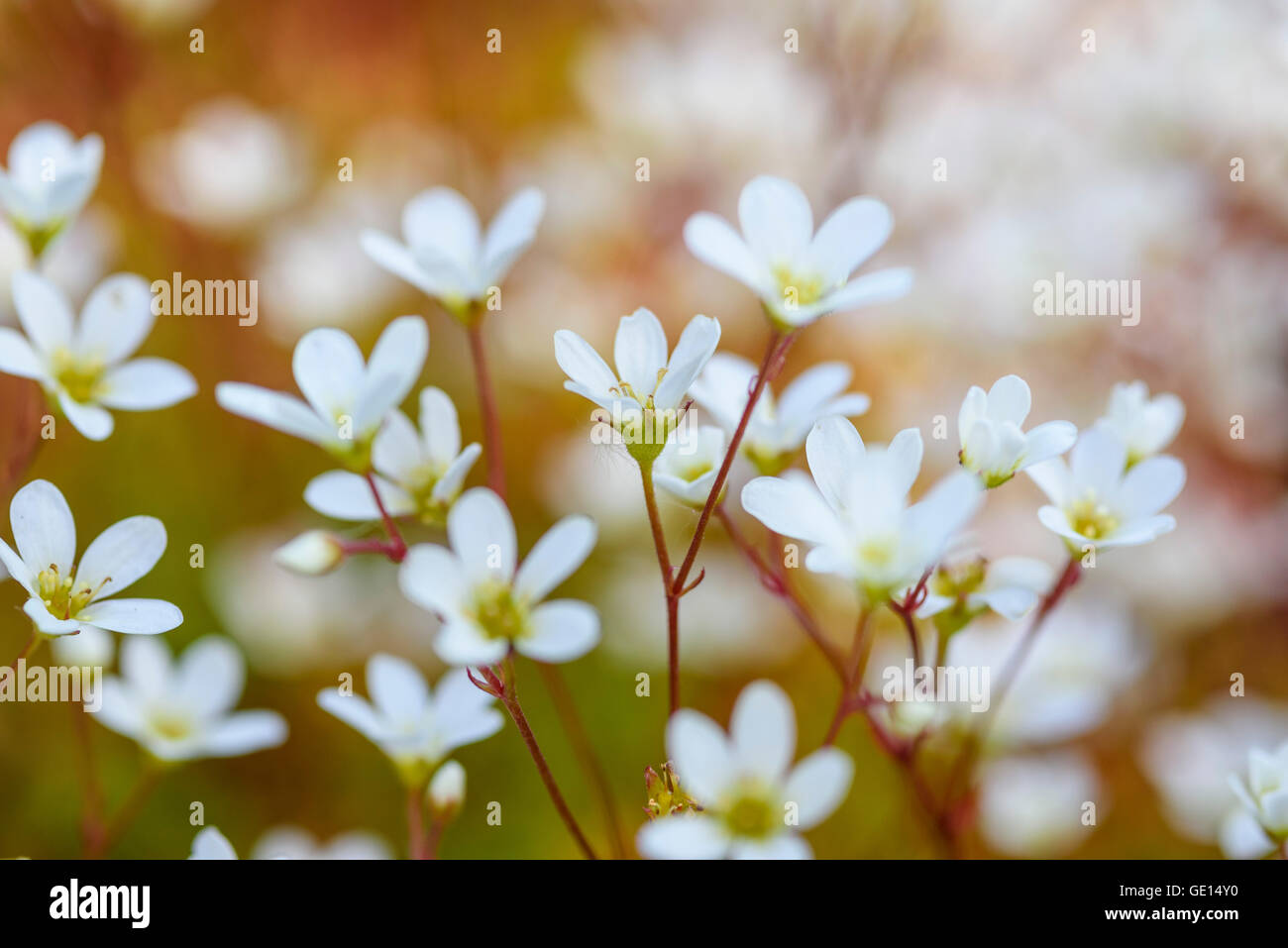 Saxifrage, cultivated garden flower, saxifraga Stock Photo