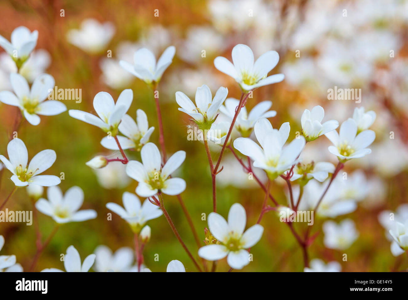 Saxifrage, cultivated garden flower, saxifraga Stock Photo