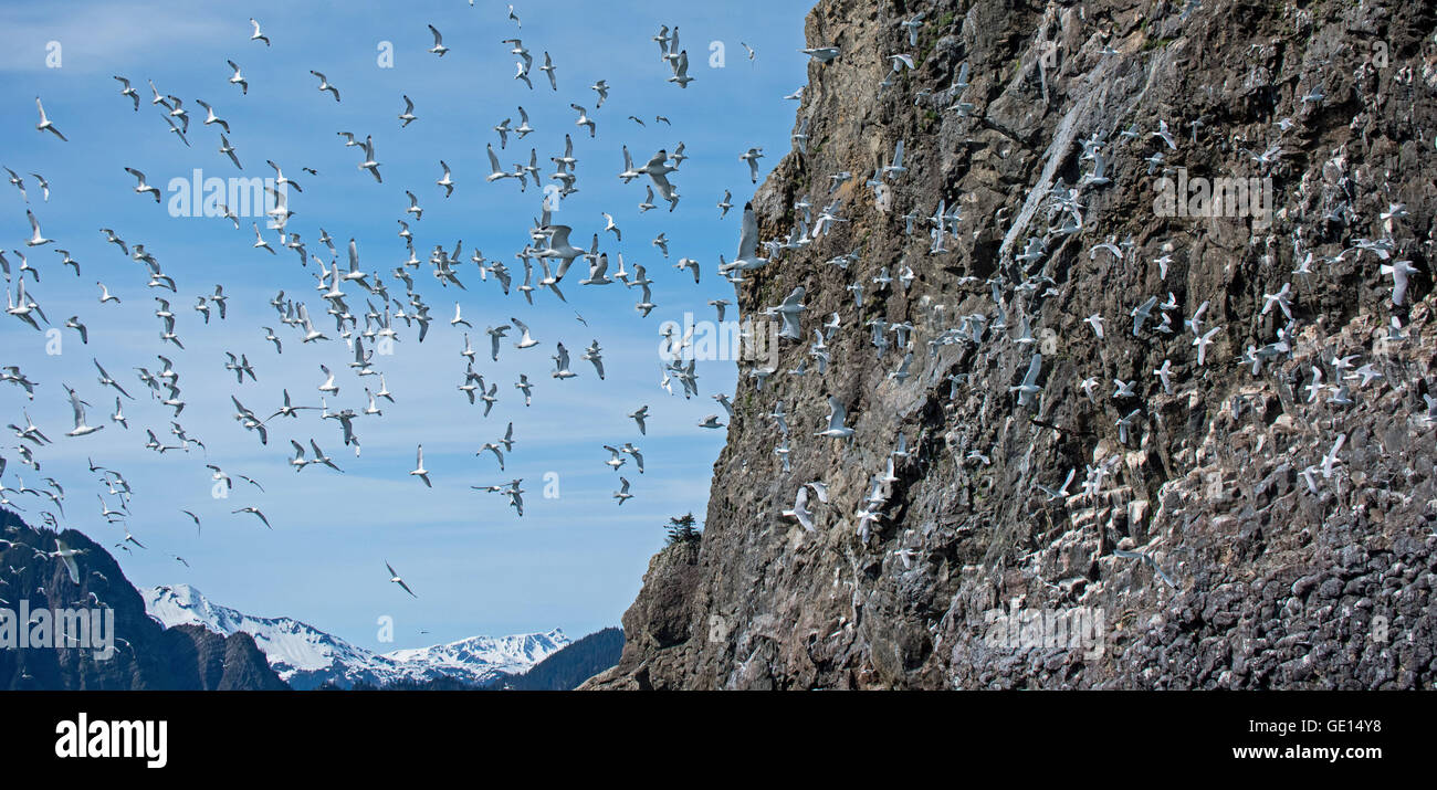 Kittiwakes fly around their rookery in Alaska Stock Photo