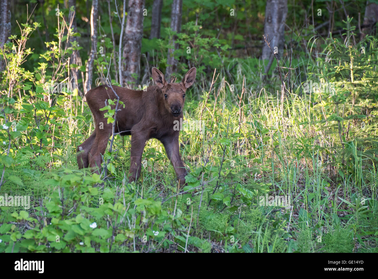 Moose calf stops to look while grazing Stock Photo