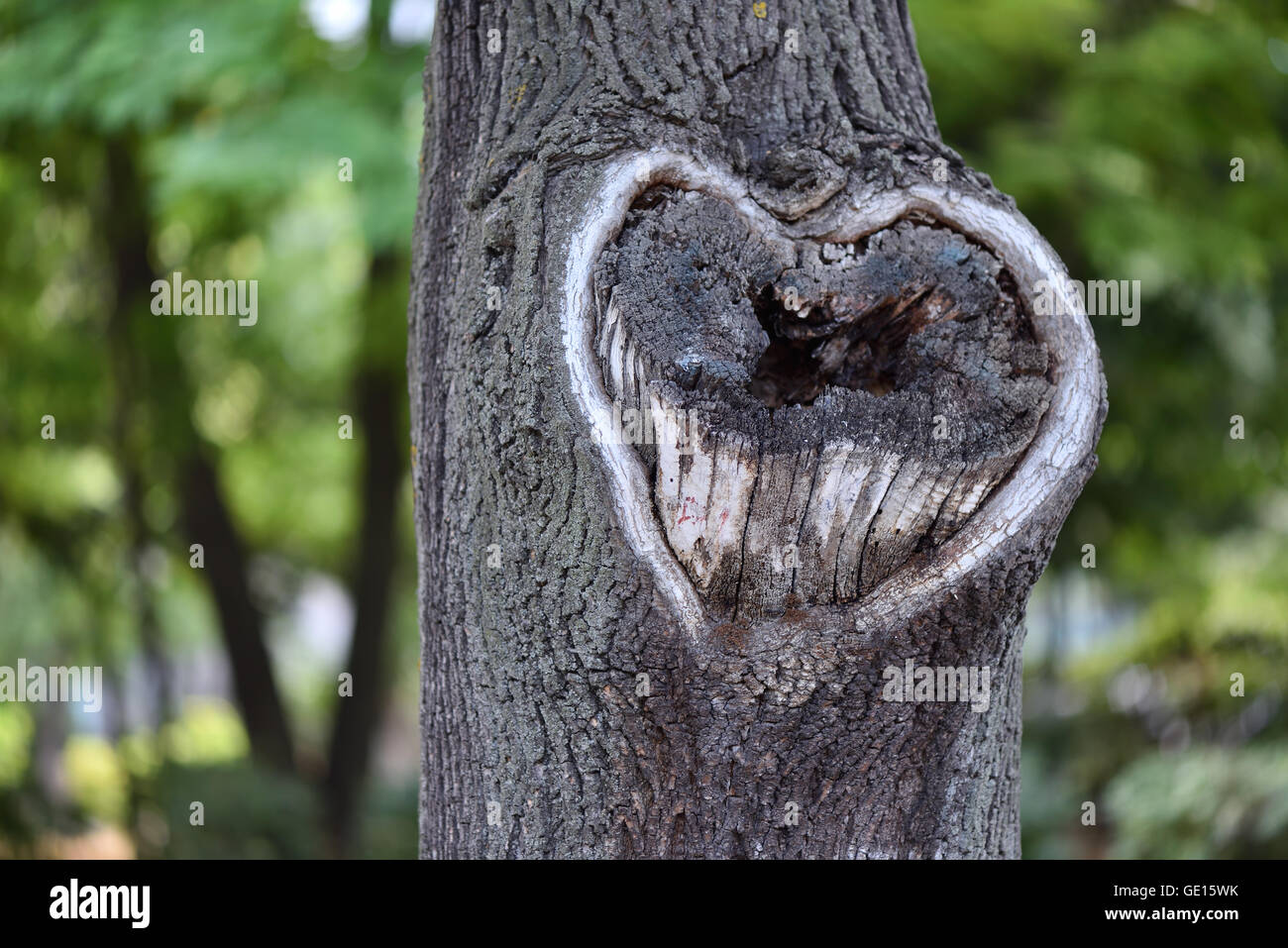 Heart shape hollow on a tree trunk, from nature with love Stock Photo
