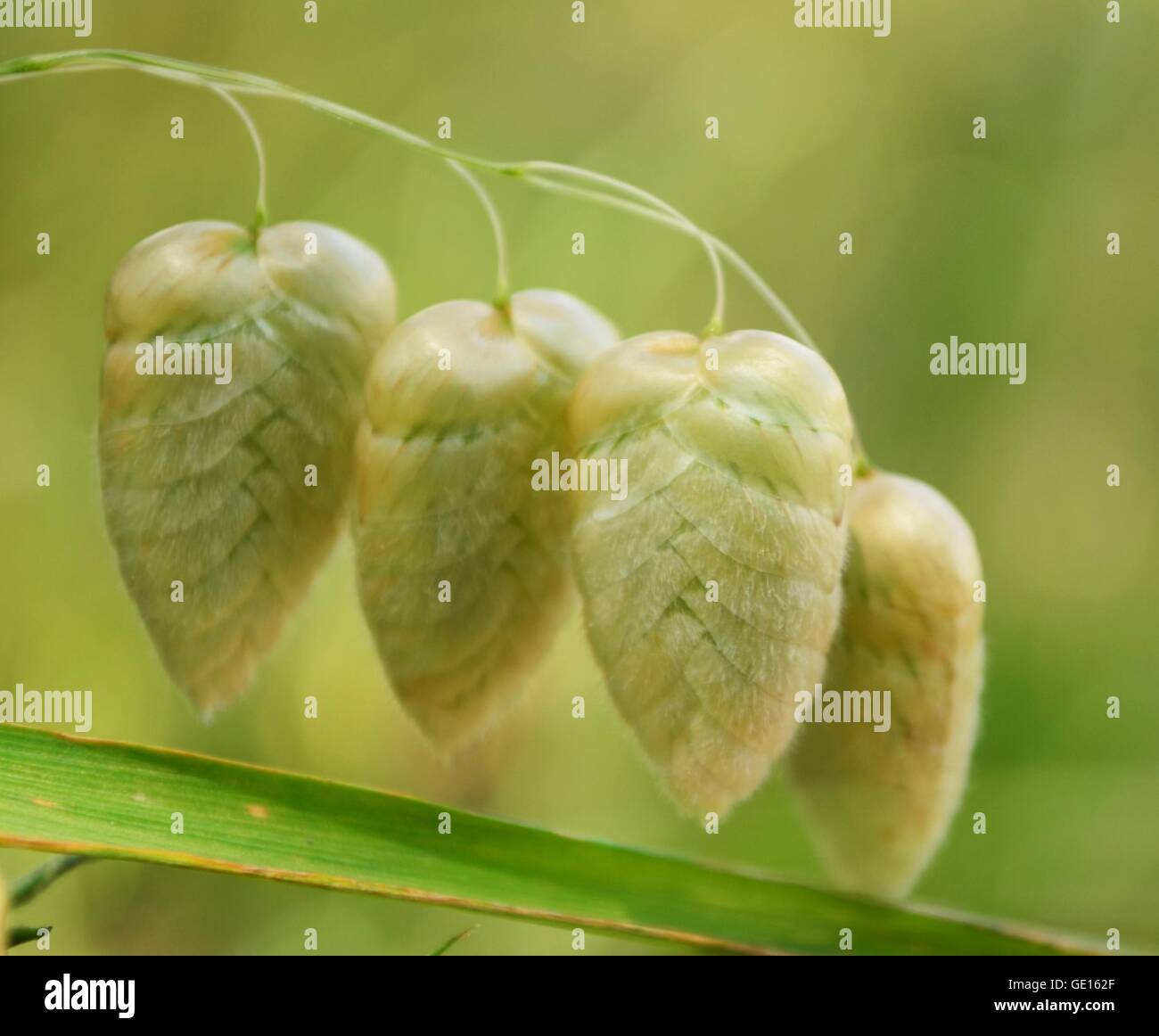 Quaking grass spikelets also known as rattlesnake grass, genus Briza