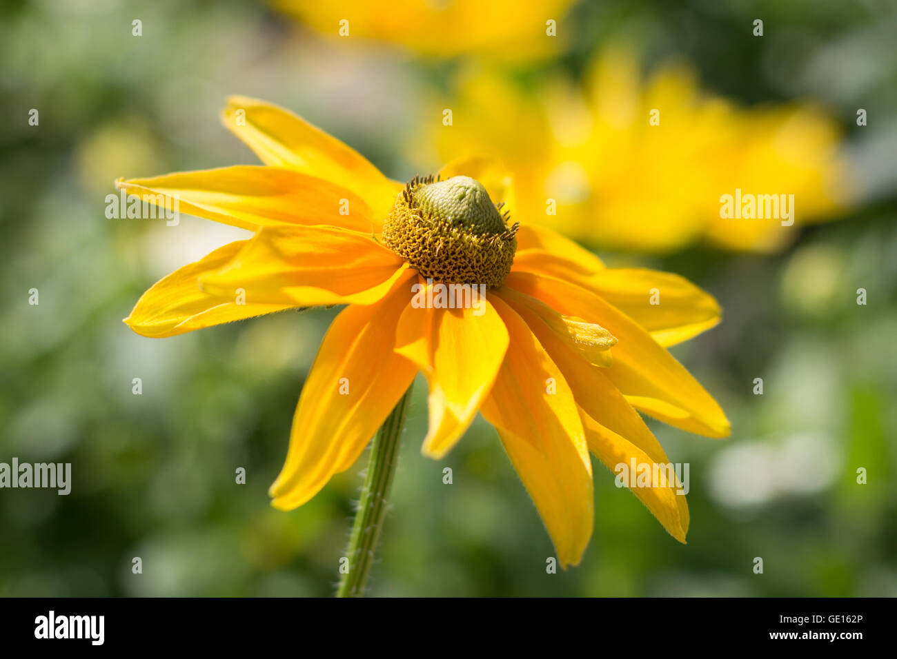 Rudbeckia hirta , yellow summertime flower - indian summer Stock Photo