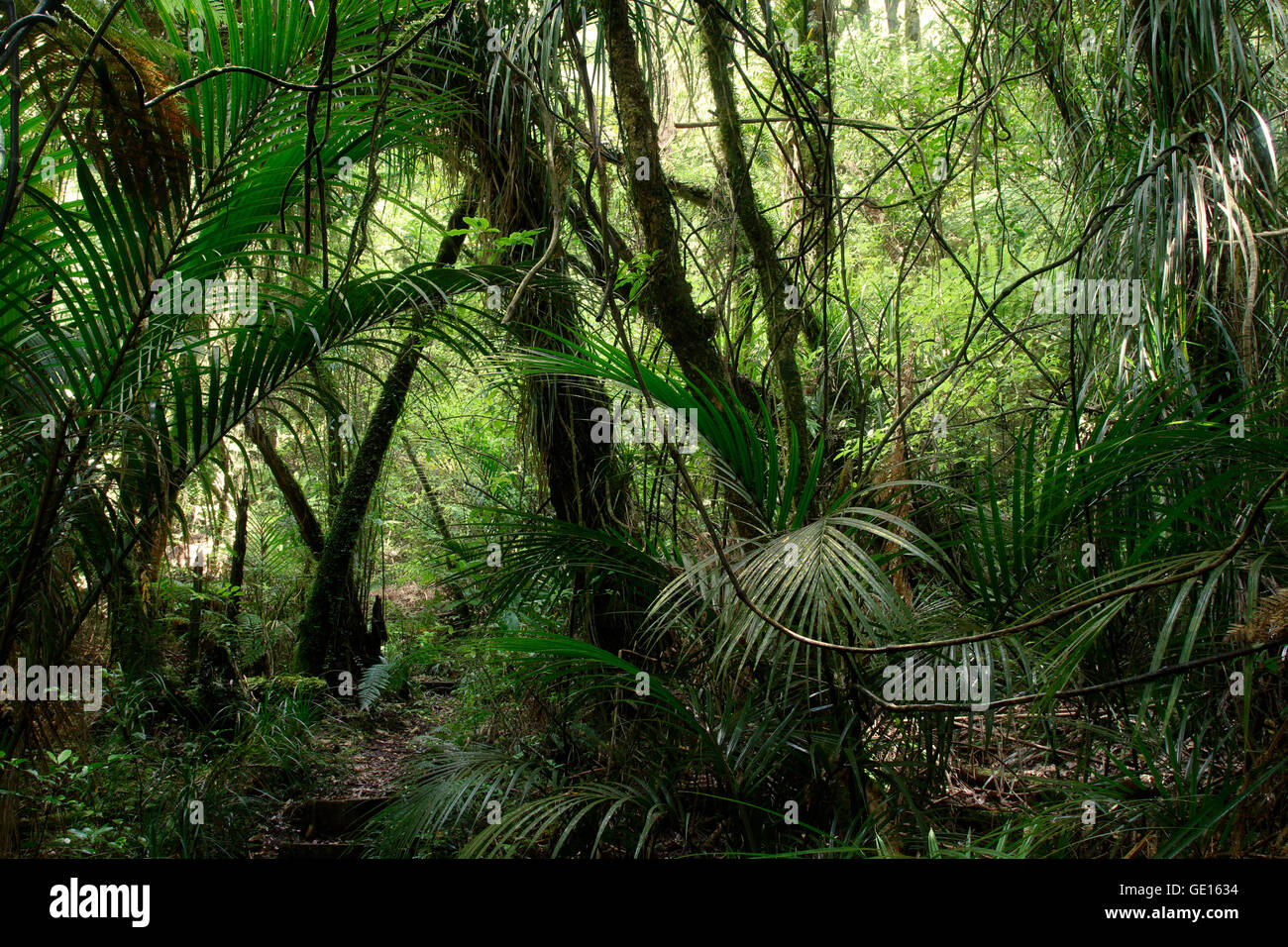 Lush green foliage in tropical jungle Stock Photo - Alamy