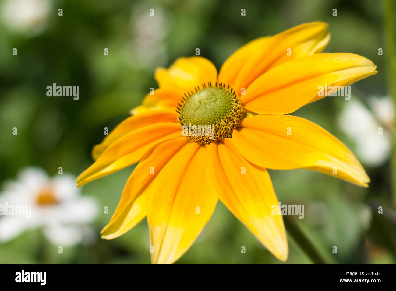 Rudbeckia hirta , yellow summertime flower - indian summer Stock Photo