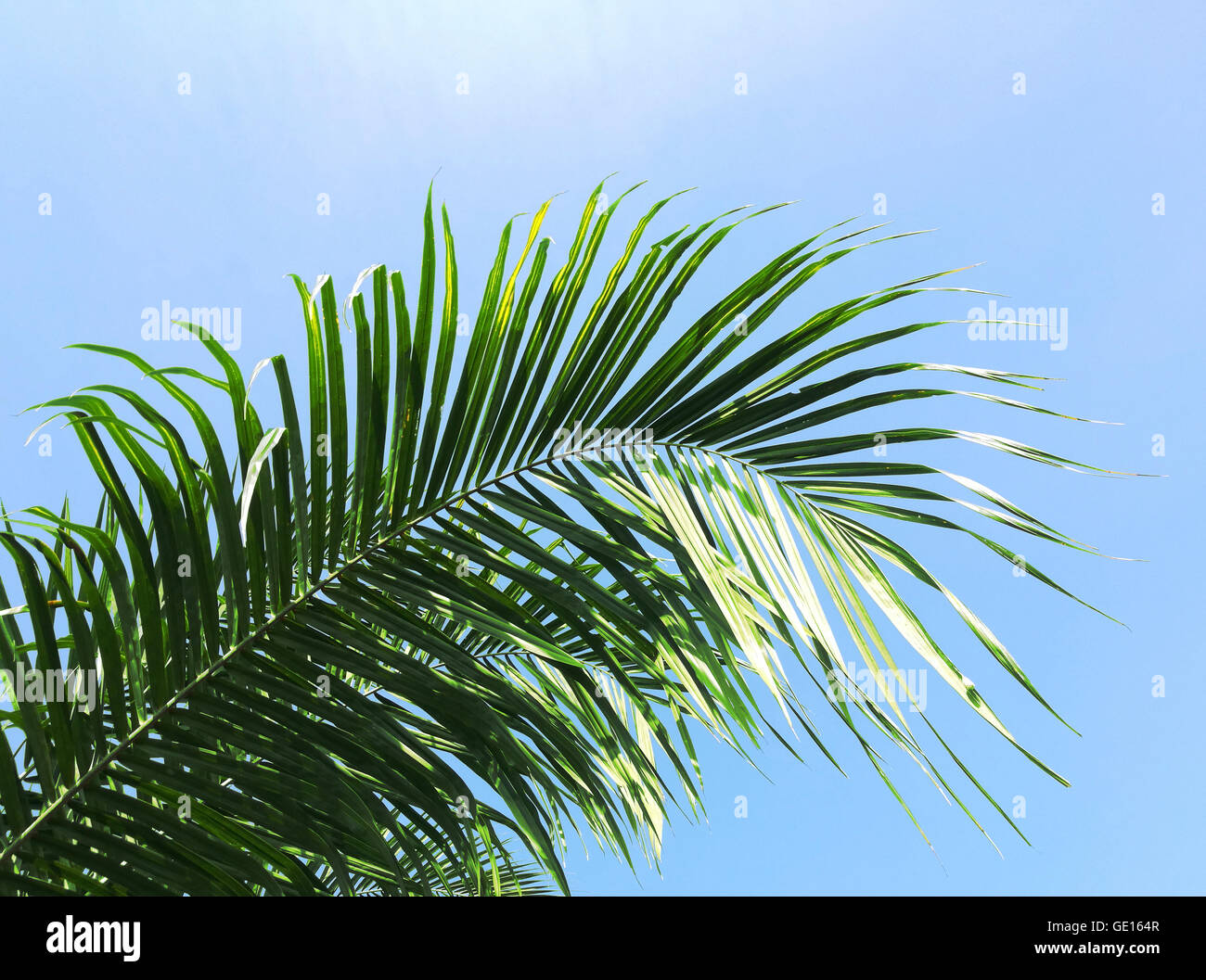 palm leaf on bright blue sky background Stock Photo - Alamy