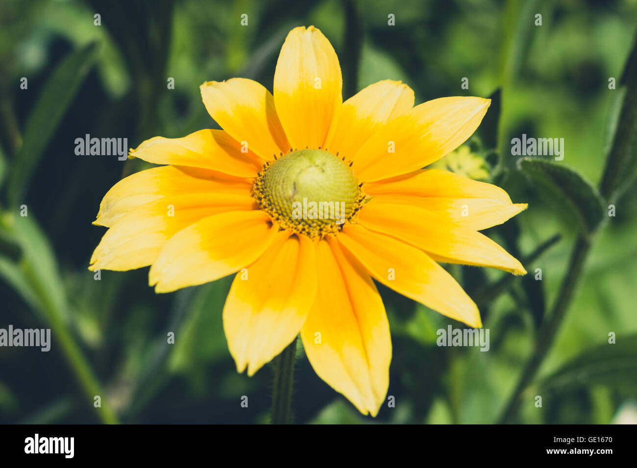Rudbeckia hirta , yellow flower - coneflower Stock Photo