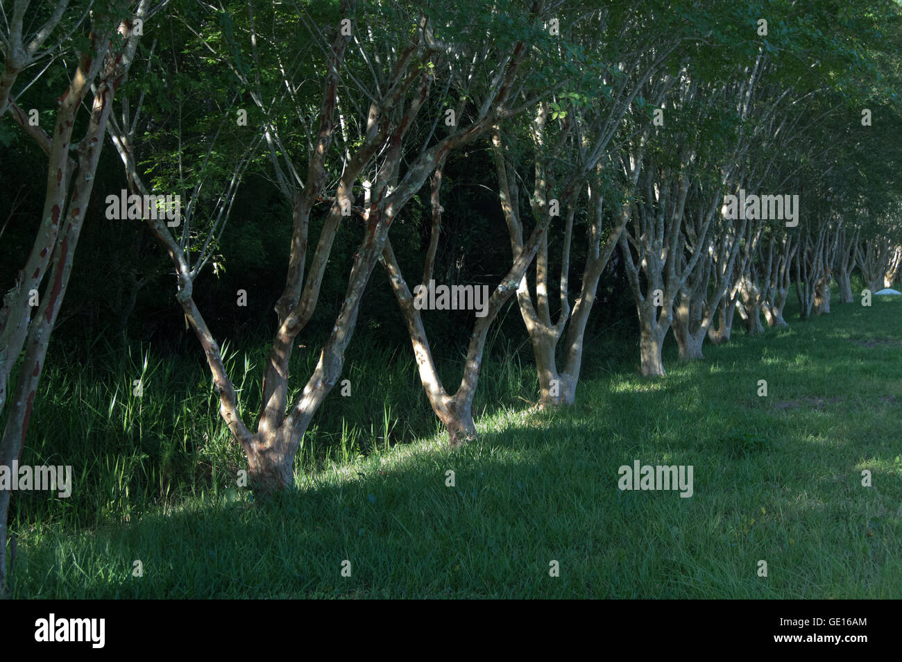 A row of crepe myrtle trees with grass on the ground. Stock Photo