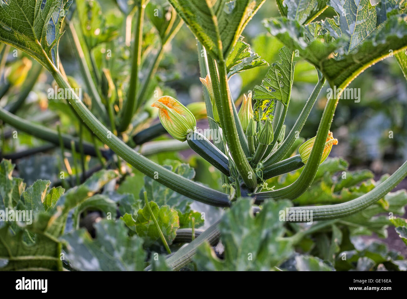 Flowering zucchini plants Stock Photo Alamy
