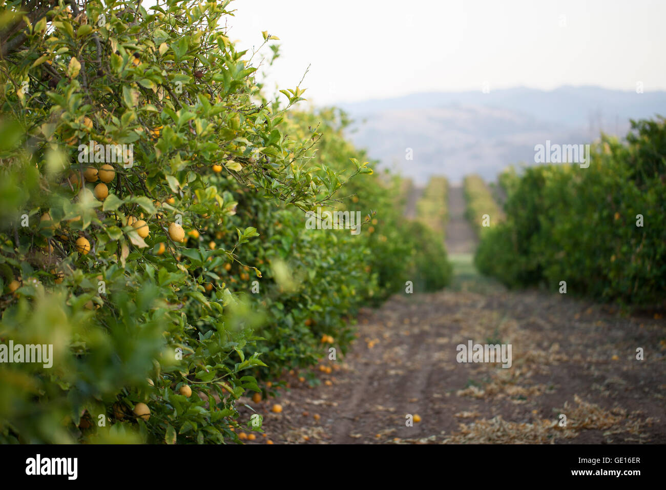 Lemon orchards hires stock photography and images Alamy