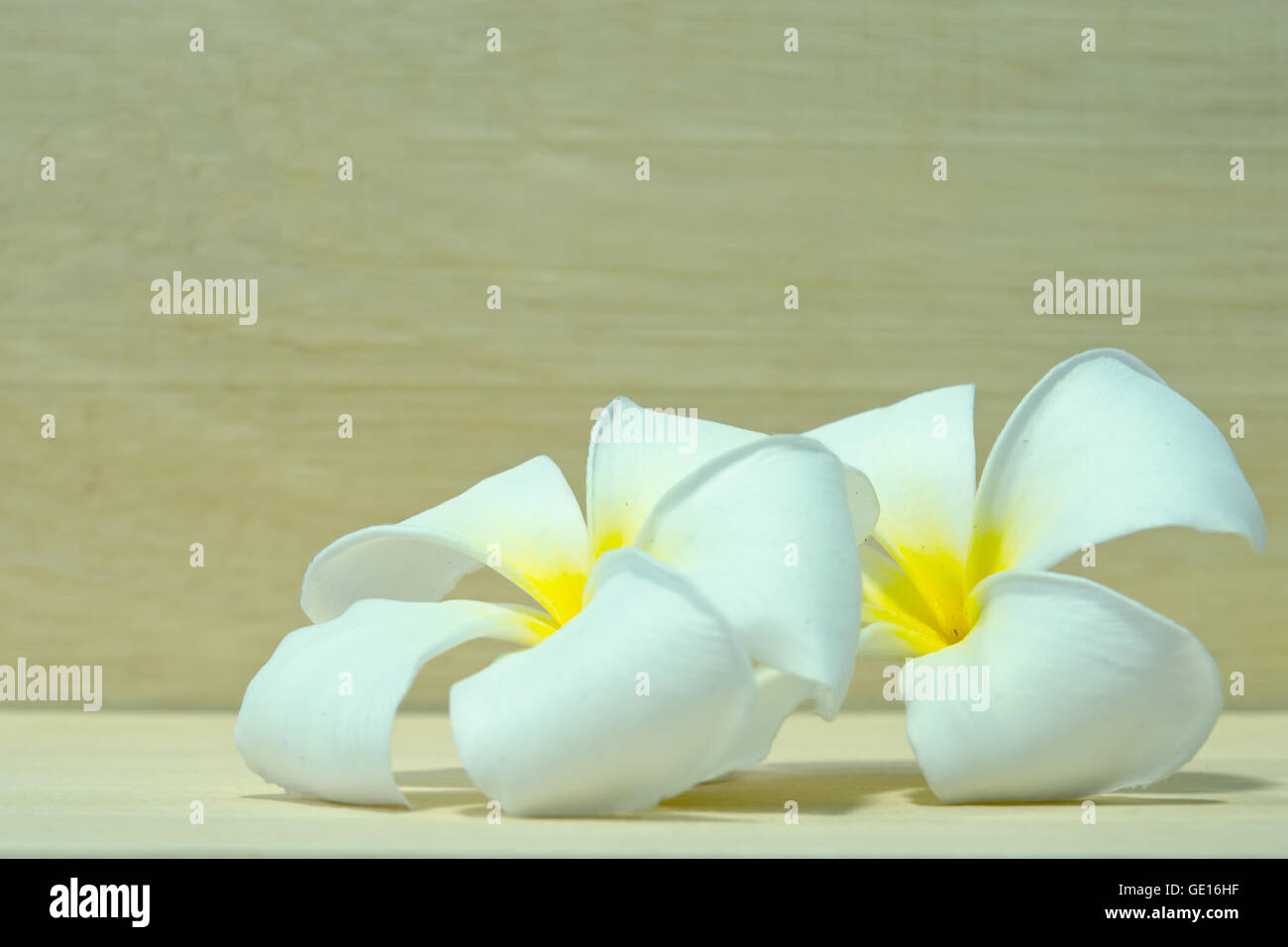 White Plumeria flower (science name Plumerieae, P. rubra Stock Photo